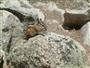 Chipmunk in Mountains by Vail