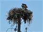 Birds Nest on Electrical Pole