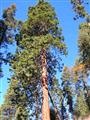 California State Tree, The  Redwood Tree