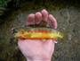 California State Freshwater Fish, Golden Trout