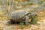 California State Reptile, Desert Tortoise